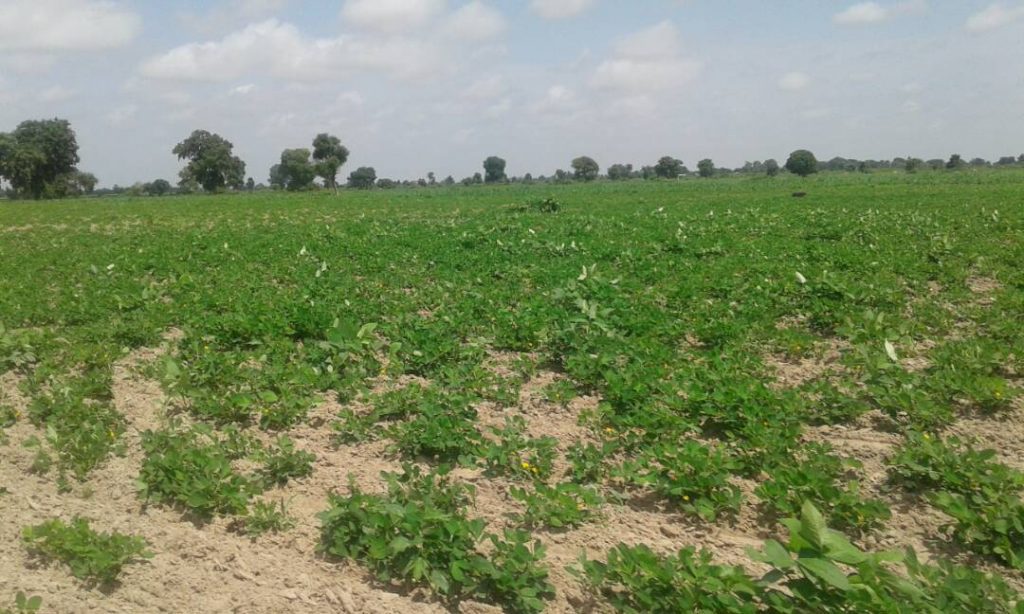 Kaolack : Les producteurs de foundiougne nourrissent l’espoir de bonnes récoltes