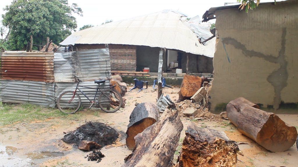 ZIGUINCHOR : Un fromager géant haut de 50 mètres s’écrase sur une maison