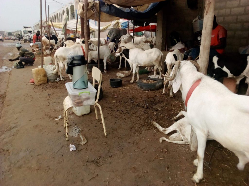 Rufisque : Les moutons d’élevage ou « xaru yar » « intouchables » au vu de leurs prix