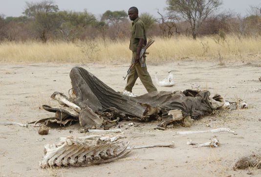 Journée mondiale des animaux : Le braconnage toujours actuel