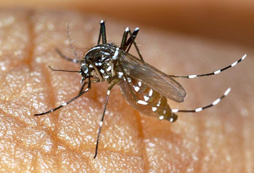 Dengue: Le nombre de patients porté à 36 (Communiqué)