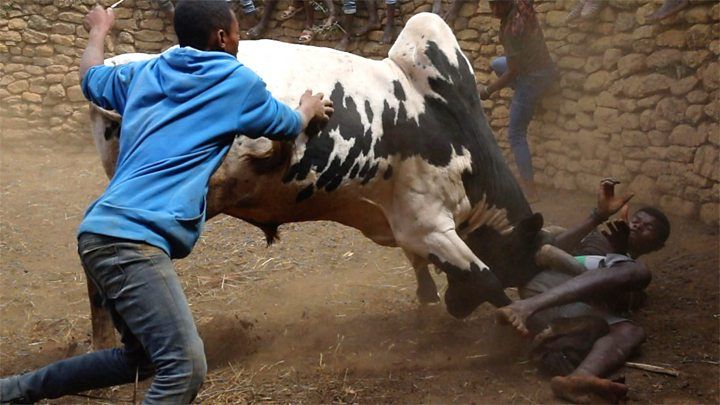 Madagascar : La zébumachie, une arme de séduction