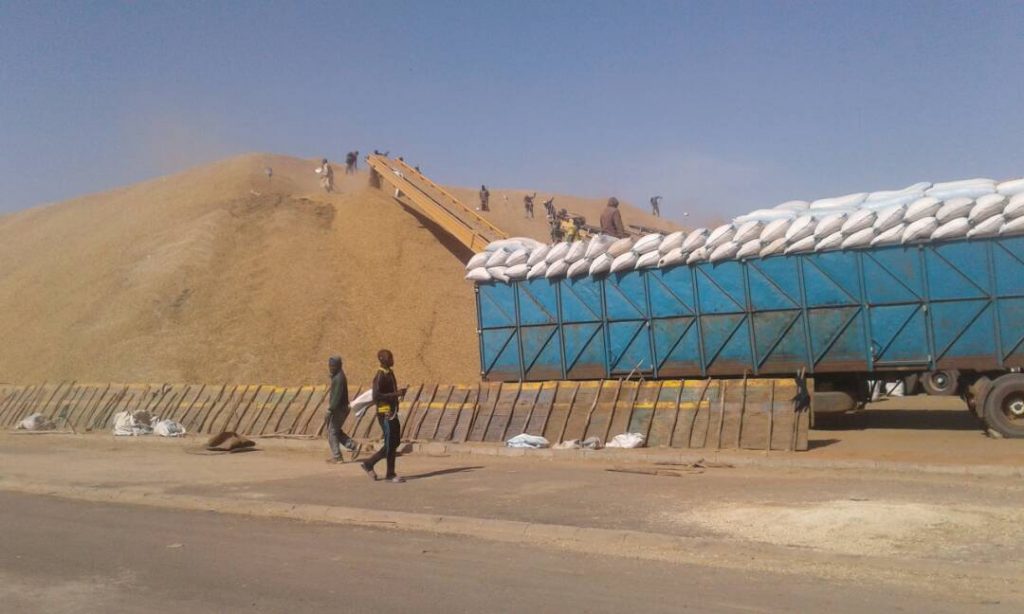 Kaolack – Campagne de commercialisation arachidière : 160 mille tonnes de graines collectées pour le moment