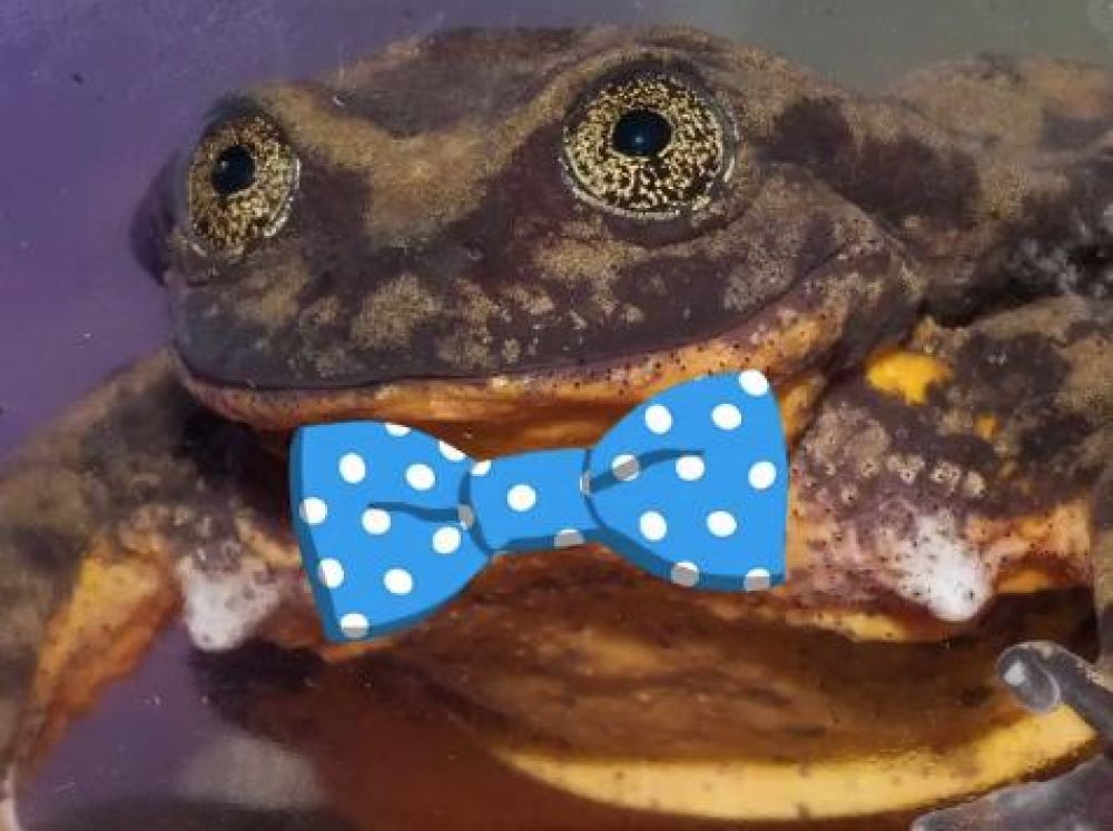 Saint Valentin – Insolite : Dernier mâle de son espèce, « Roméo cherche sa Juliette » pour éviter son extinction