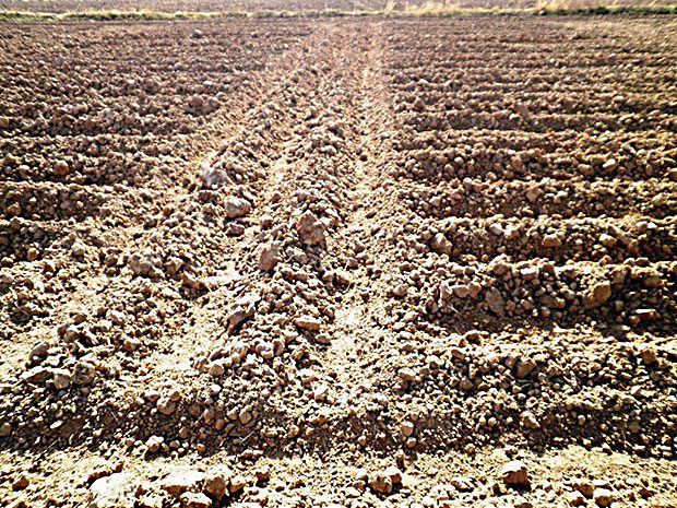 Sénégal – Hivernage 2018 : Risque de déficit pluviométrique sur la façade Ouest (ANACIM)