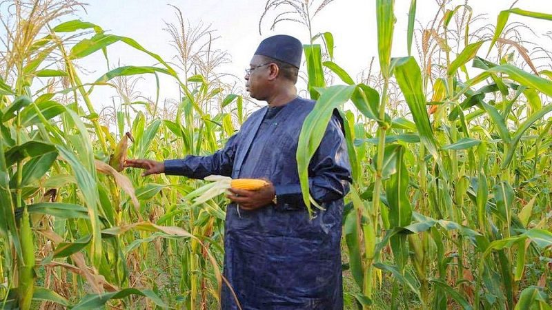 Agriculture : Le gouvernement du Président Macky Sall bat tous les records en 6 ans!