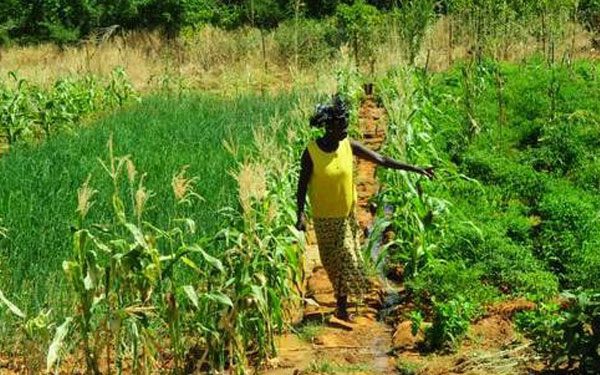 Campagne agricole 2019 : La mise en place des intrants agricoles « se déroule bien »