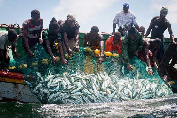 Pêche : Bientôt un réseau sous-régional de lutte contre les usines de farine de poisson