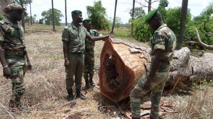 Trafic de bois en Casamance : Deux camions saisis à Sindian