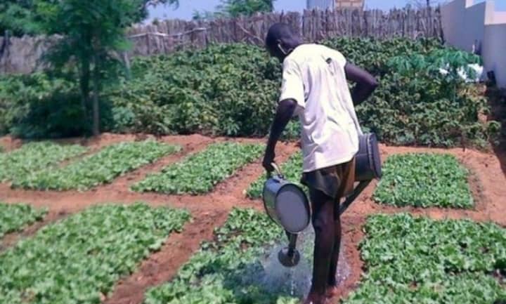 Covid-19 au Sénégal : éleveurs, maraîchers et restaurateurs subissent de plein fouet la crise