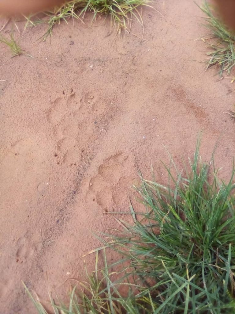 Ziguinchor : Un lion qui se promènerait sème la panique à Oussouye