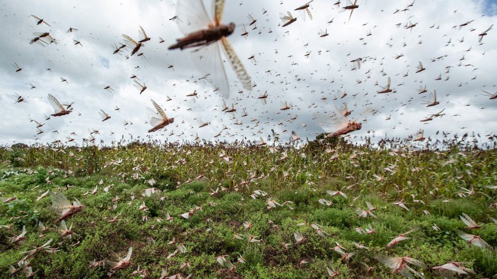Dagana : Des essaims de criquets et des rats dévastent les champs dans le Walo