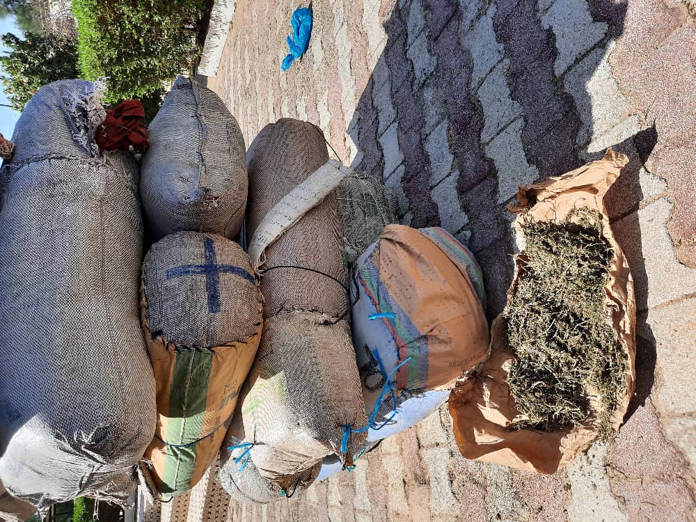 Fatick : 264 kilogrammes de chanvre indien saisis, une personne interpellée