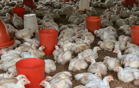 Korité 2021- Les assurances d’Aminata Assome Diatta : « La demande en poulet sera pas satisfaite à 100% »