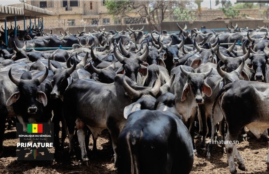 Amélioration de la production animale au Sénégal : 312 géniteurs « Guzera » réceptionnés