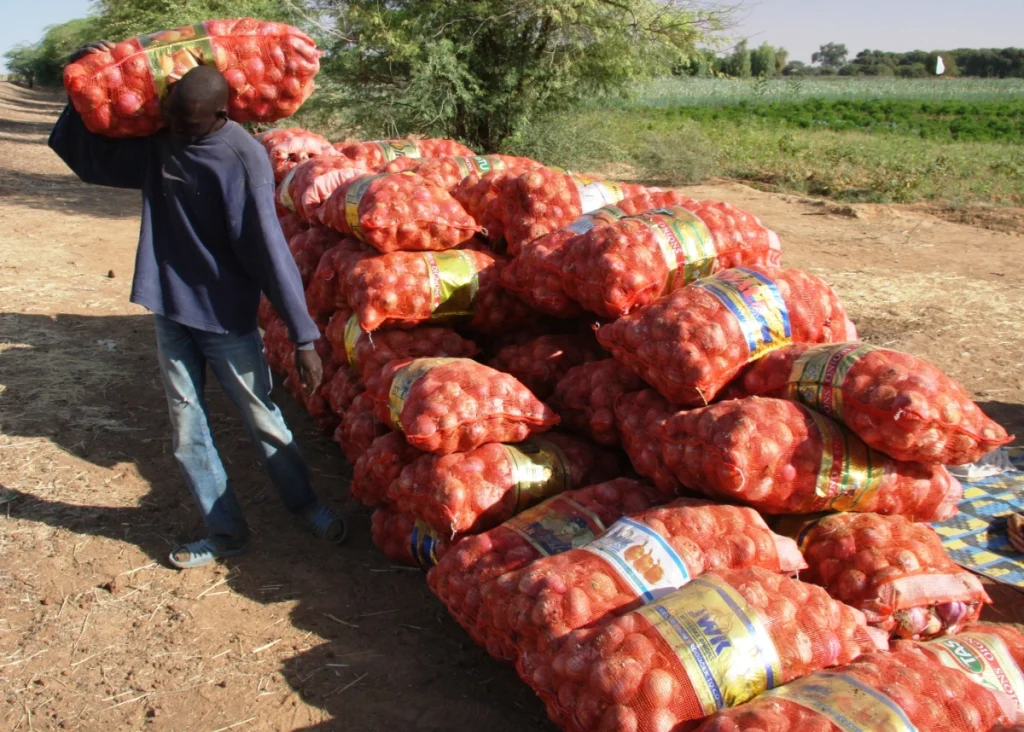 Officiellement, le Sénégal consomme près de 380 mille de tonnes d’oignon par an