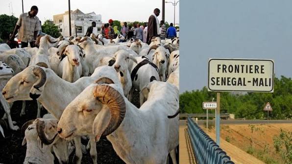 Sénégal : la crise au Mali fait craindre une pénurie de moutons avant la Tabaski